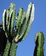 افوربیا اینگنس